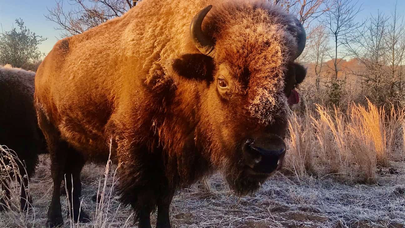 Buffalo on Choctaw reservation