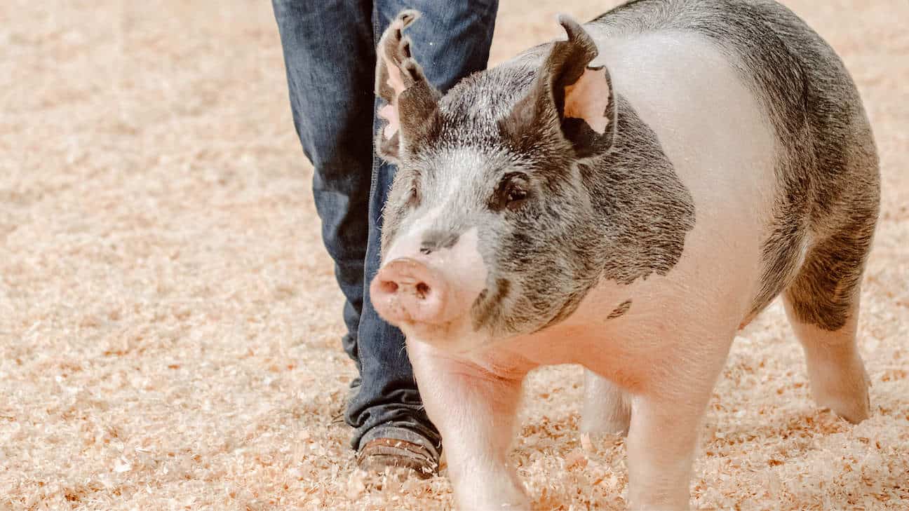 Swine Showmanship Clinic