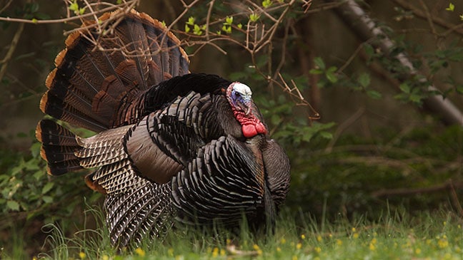 Turkey Hunting Regulations