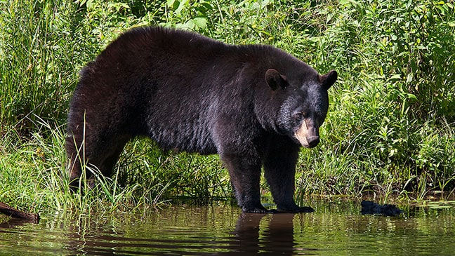 Bear Hunting Permits