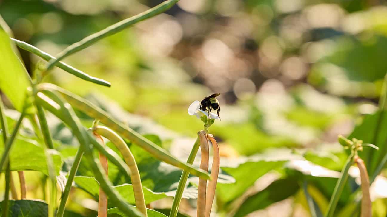 Growing Hope Program