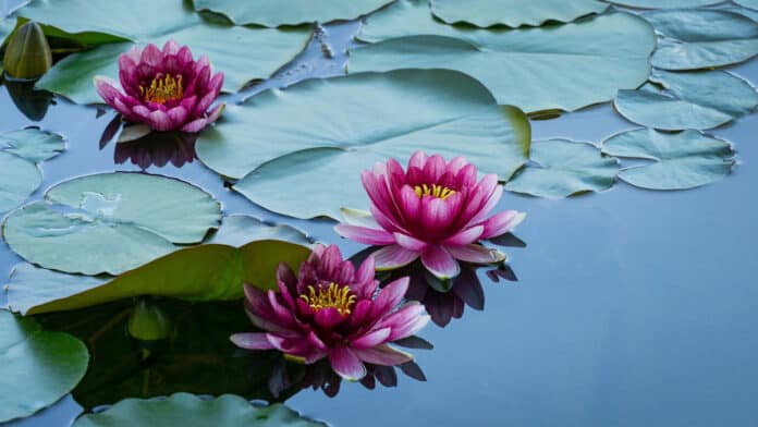 Flowers on the Pond Vigil