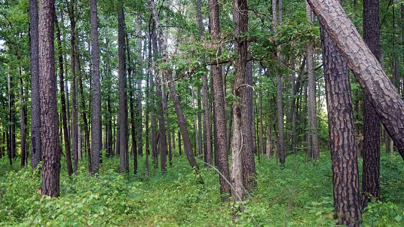 A mixed forest in the Choctaw homeland