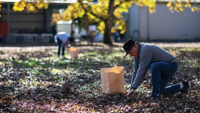 Elders Pecan Harvest