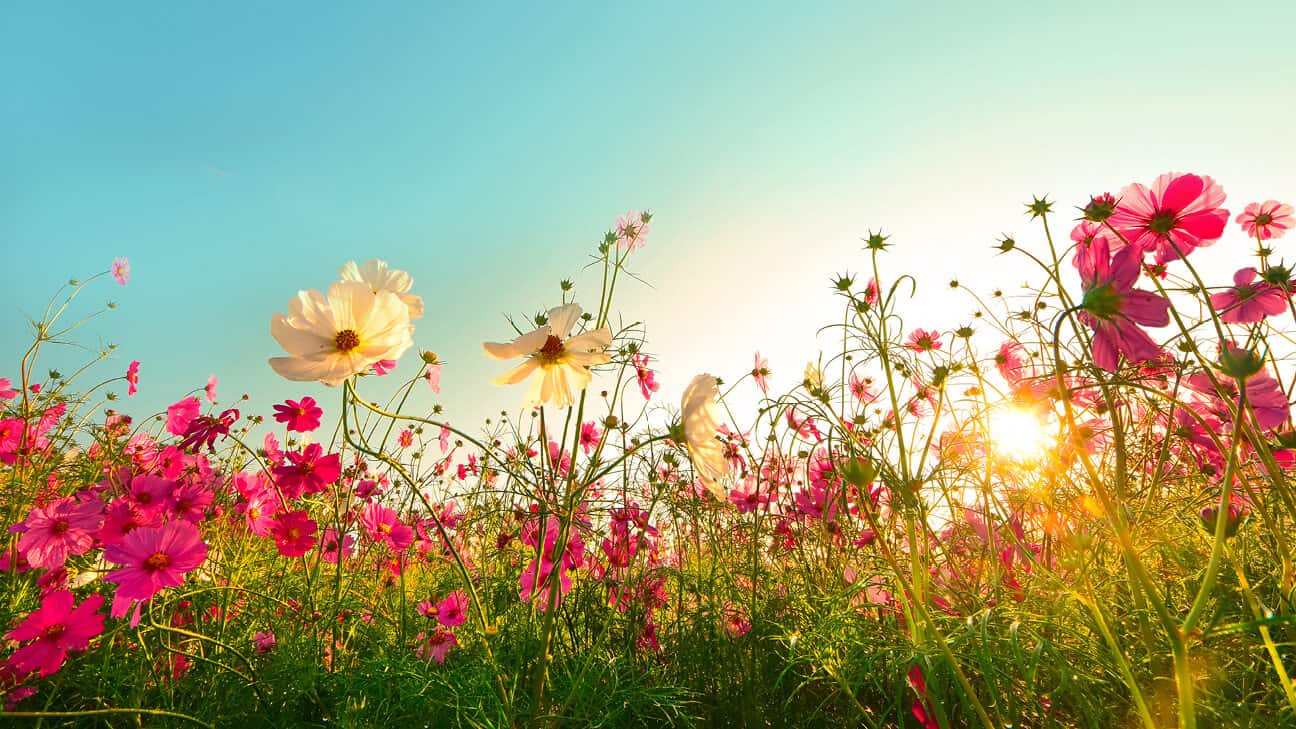 Navigating Mental Health and Substance Abuse