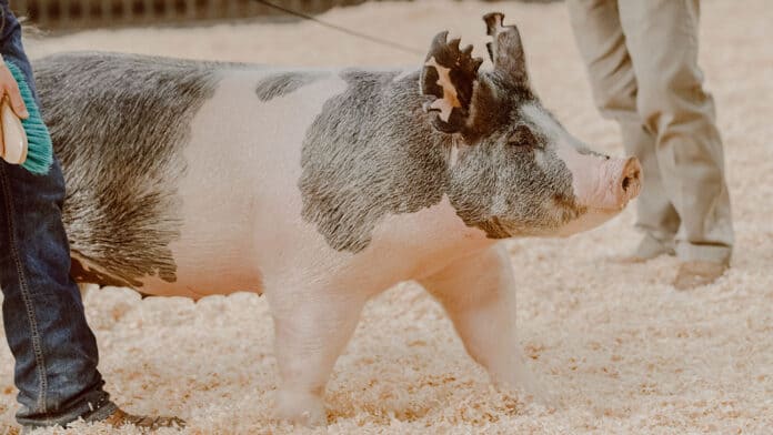 Swine Showmanship Workshop