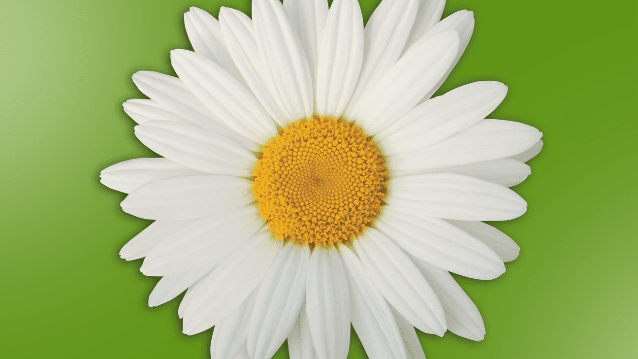 Daisy Award