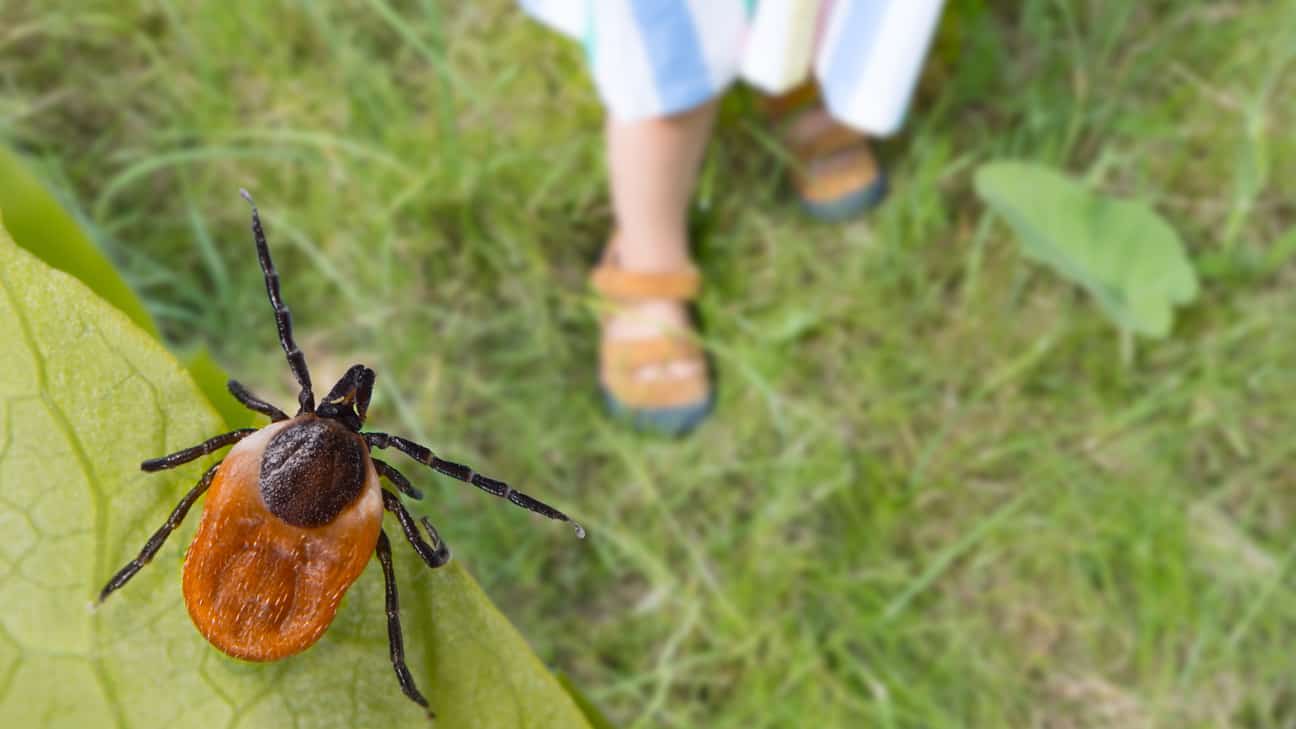 Tick borne illnesses can be prevented with a few easy steps